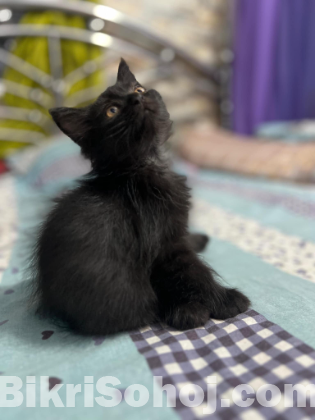 Persian Cat